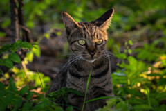 公園で生き抜く猫