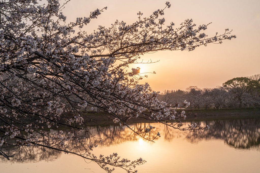 桜の散歩道