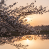 桜の散歩道