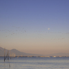 月と海を渡る鳥と雲仙