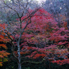 晩秋の紅葉