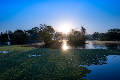 朝日射す湧水池
