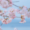 海を見下ろす河津桜