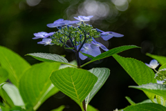 木漏れ日の紫陽花