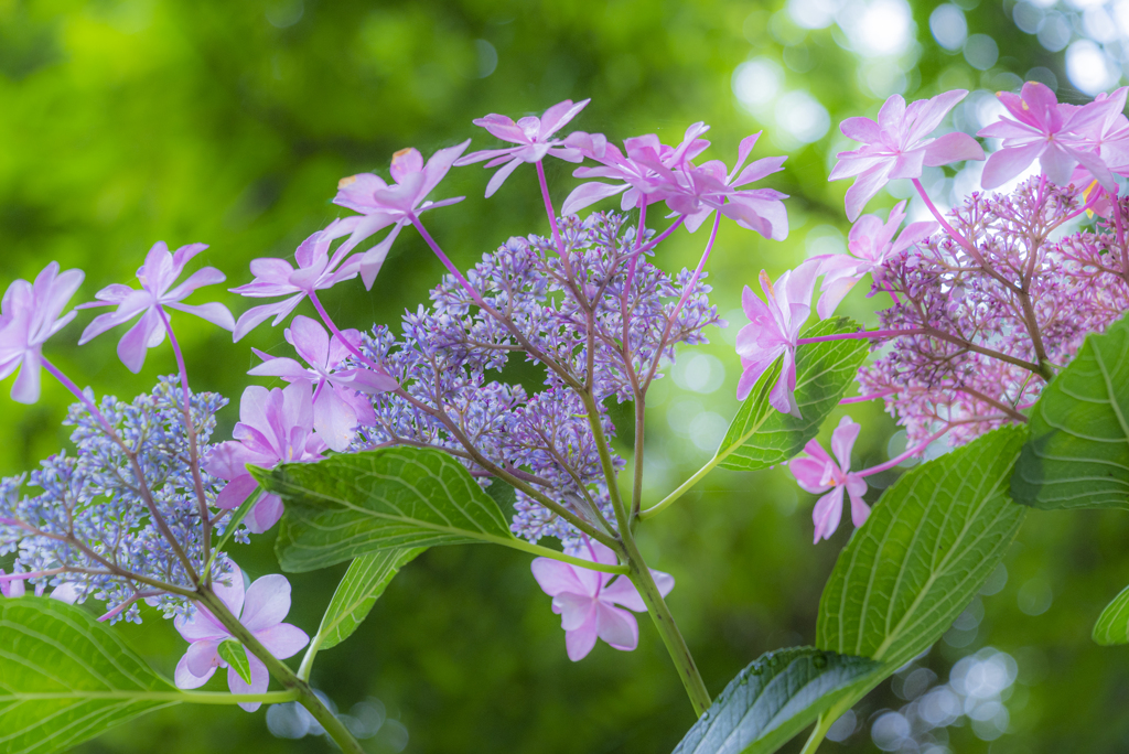 紫陽花を見上げて