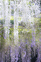 白い藤と紫藤