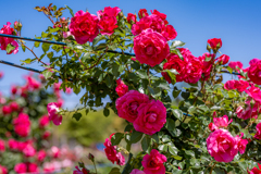 赤い薔薇のゲートに迎えられて