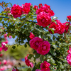 赤い薔薇のゲートに迎えられて
