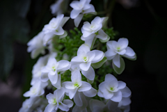 庭の片隅に白い紫陽花