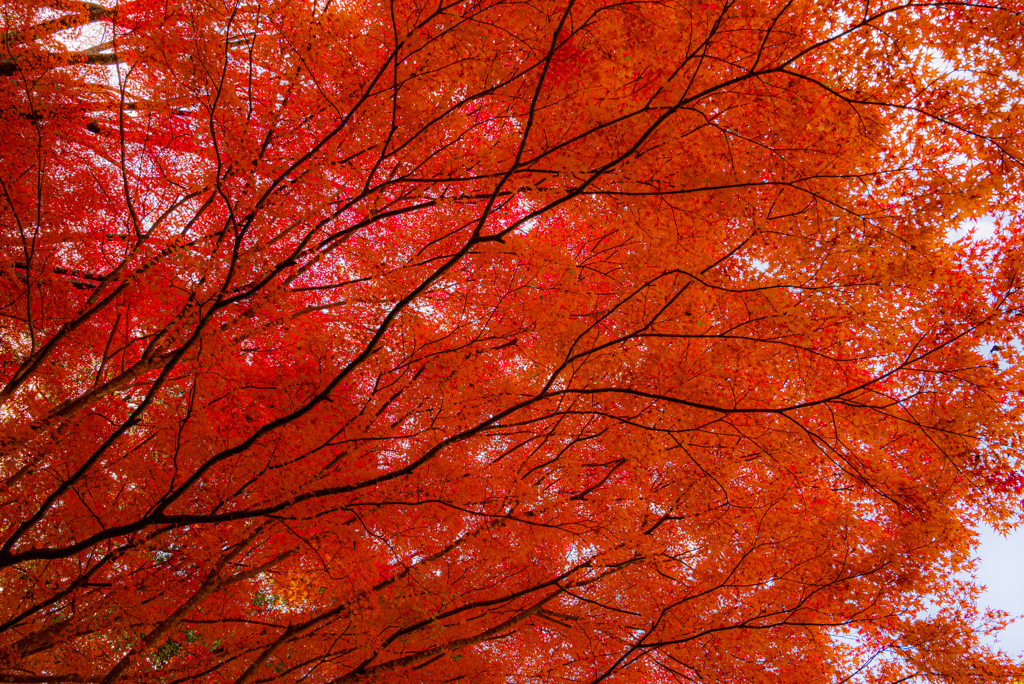 満天の紅葉