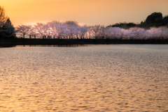 夕日に輝く桜並木