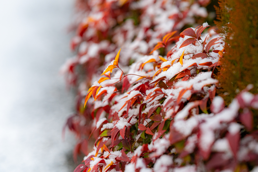 雪の朝