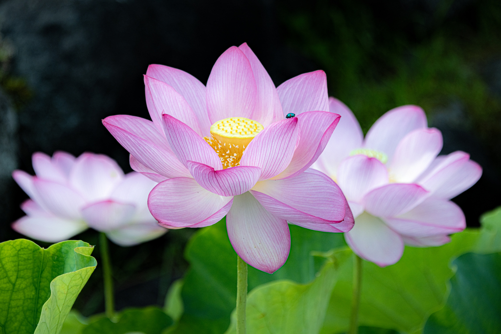 美人揃いの蓮の花