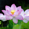 美人揃いの蓮の花