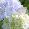 蝶と紫陽花