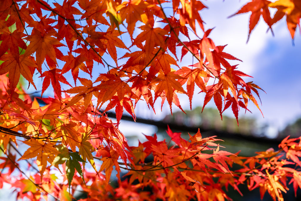 青空と紅葉