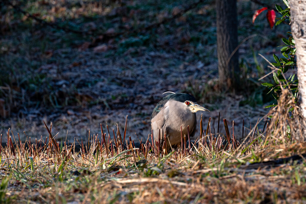 誰？アオサギ君？