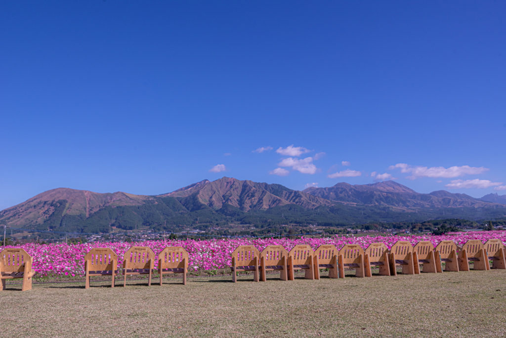 阿蘇の山並みとコスモス畑