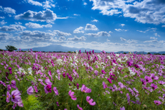 流れる雲と揺れるコスモス