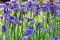 去年満開だった菖蒲園