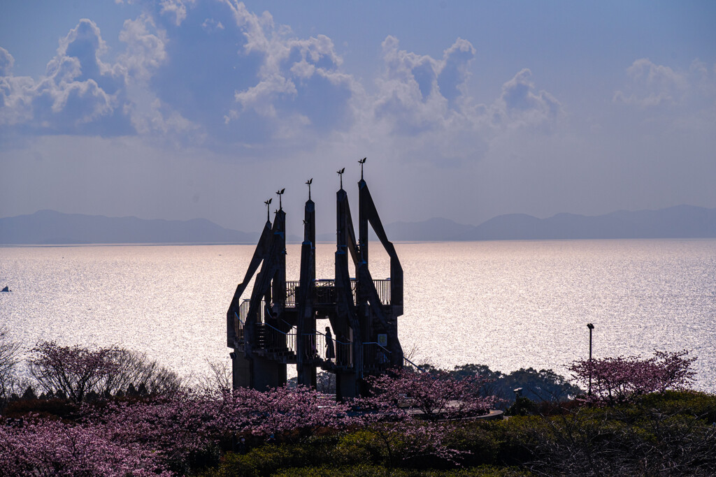 御立岬の河津桜