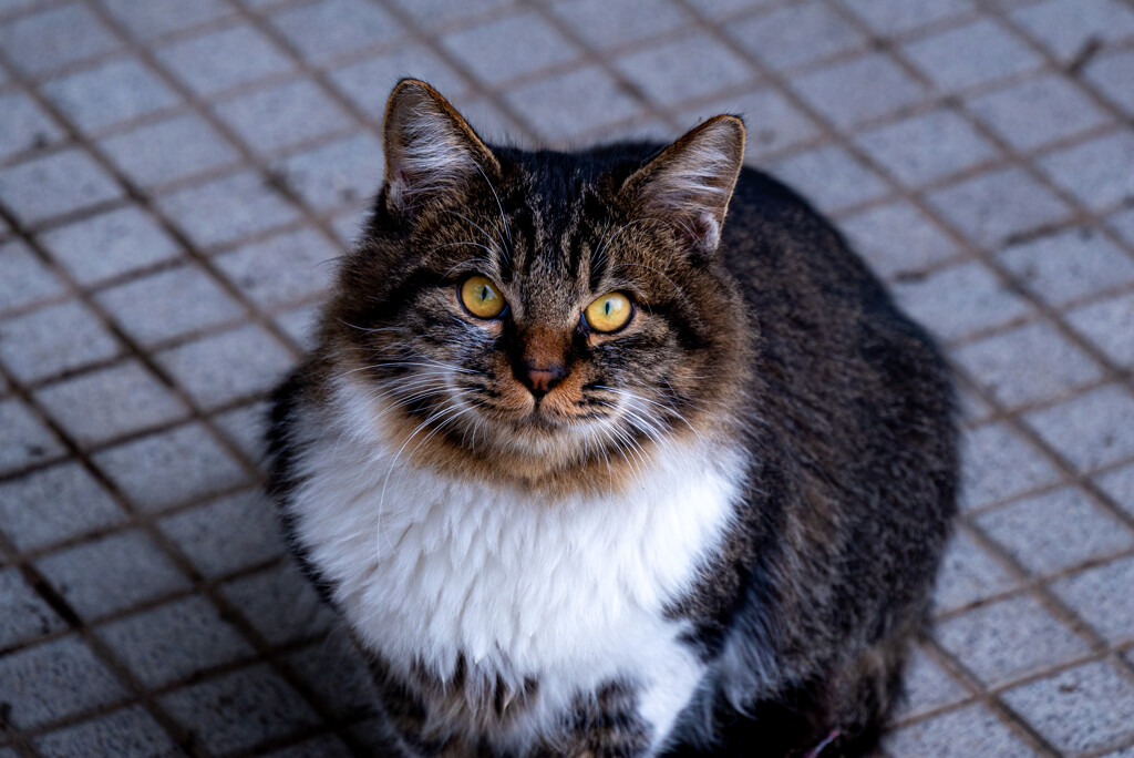 港の猫