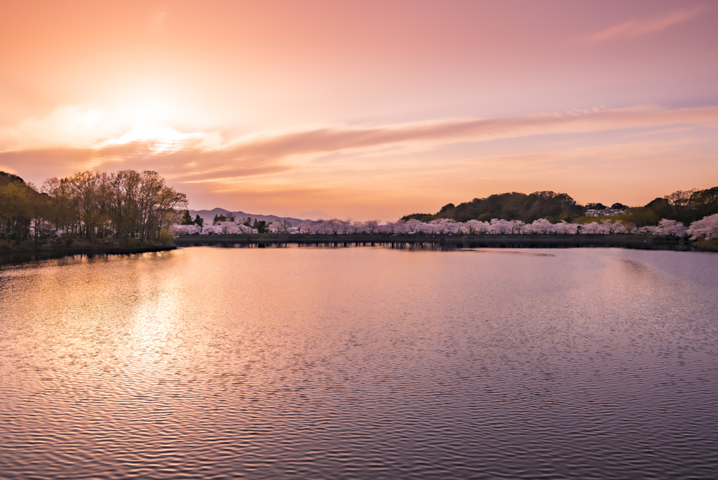 夕暮れの桜並木2022