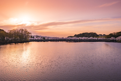 夕暮れの桜並木2022