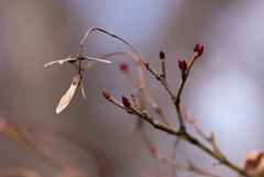 芽吹く