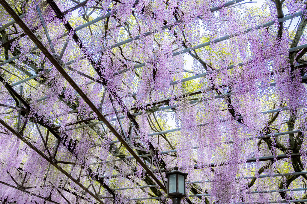 降り注ぐ藤の花