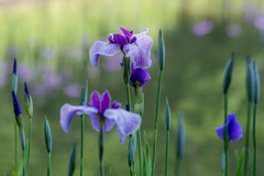 公園の花菖蒲