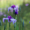 公園の花菖蒲