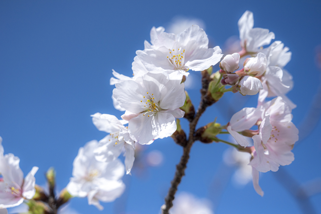 青空に咲く桜