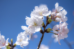 青空に咲く桜