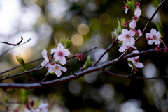 散りゆく桜