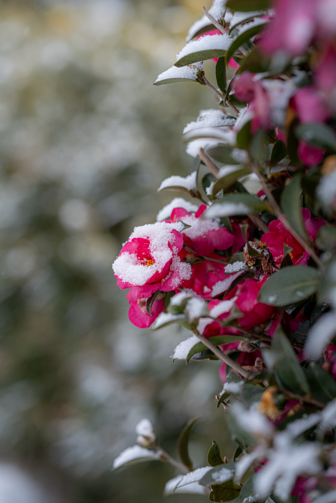 雪の山茶花