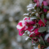 雪の山茶花