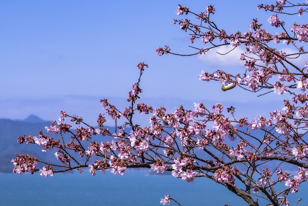 御立岬の河津桜