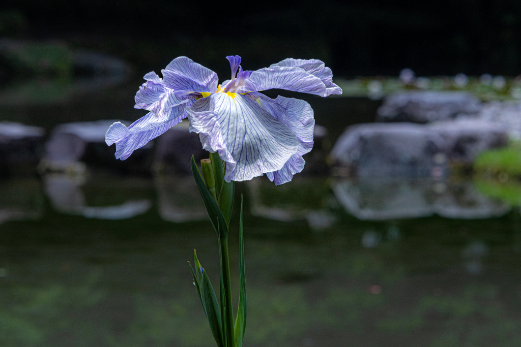 庭園の花しょうぶ