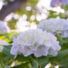 木漏れ日の紫陽花
