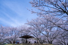 満開の桜の下で