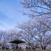 満開の桜の下で