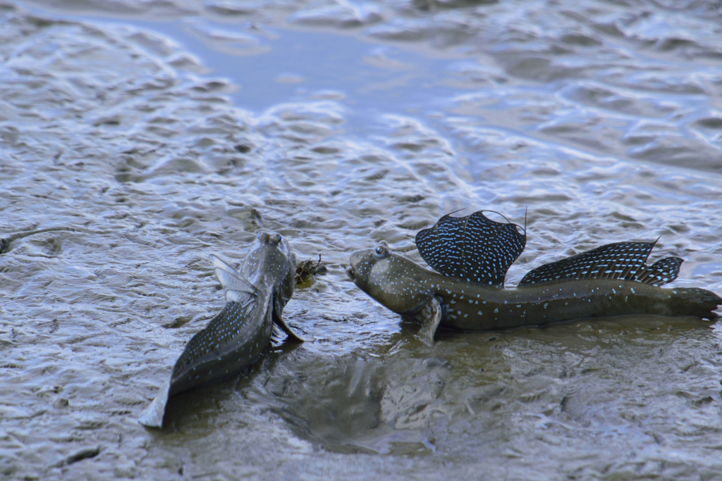 青い瞳のムツゴロウ
