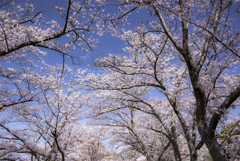 青空と桜並木
