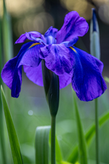 紫の菖蒲