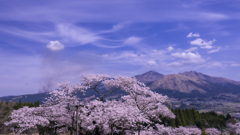 阿蘇の山並みと一本桜