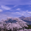 阿蘇の山並みと一本桜