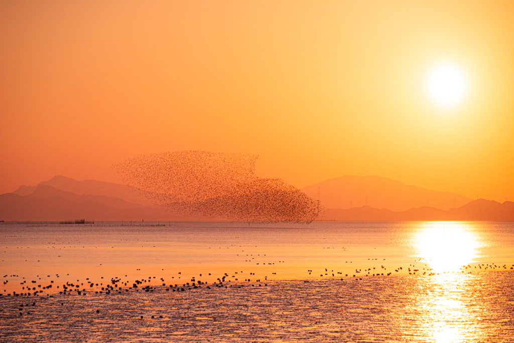 鳥の大群と夕日