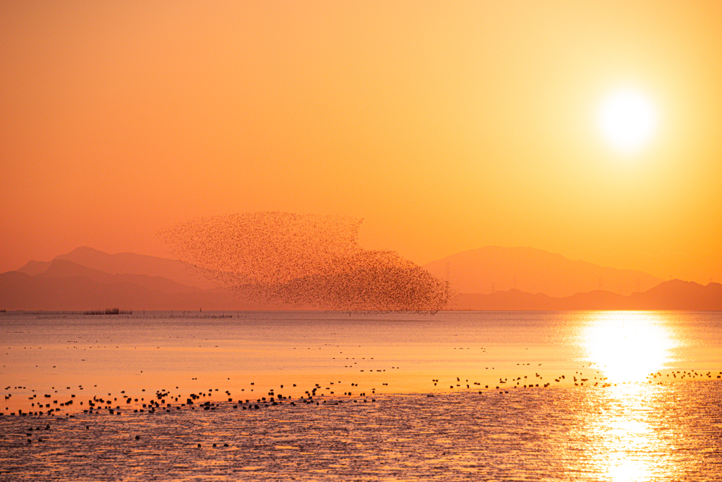 鳥の大群と夕日