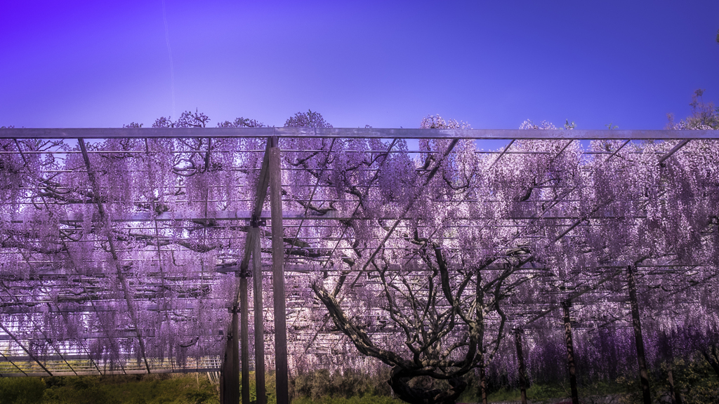 青空の藤棚